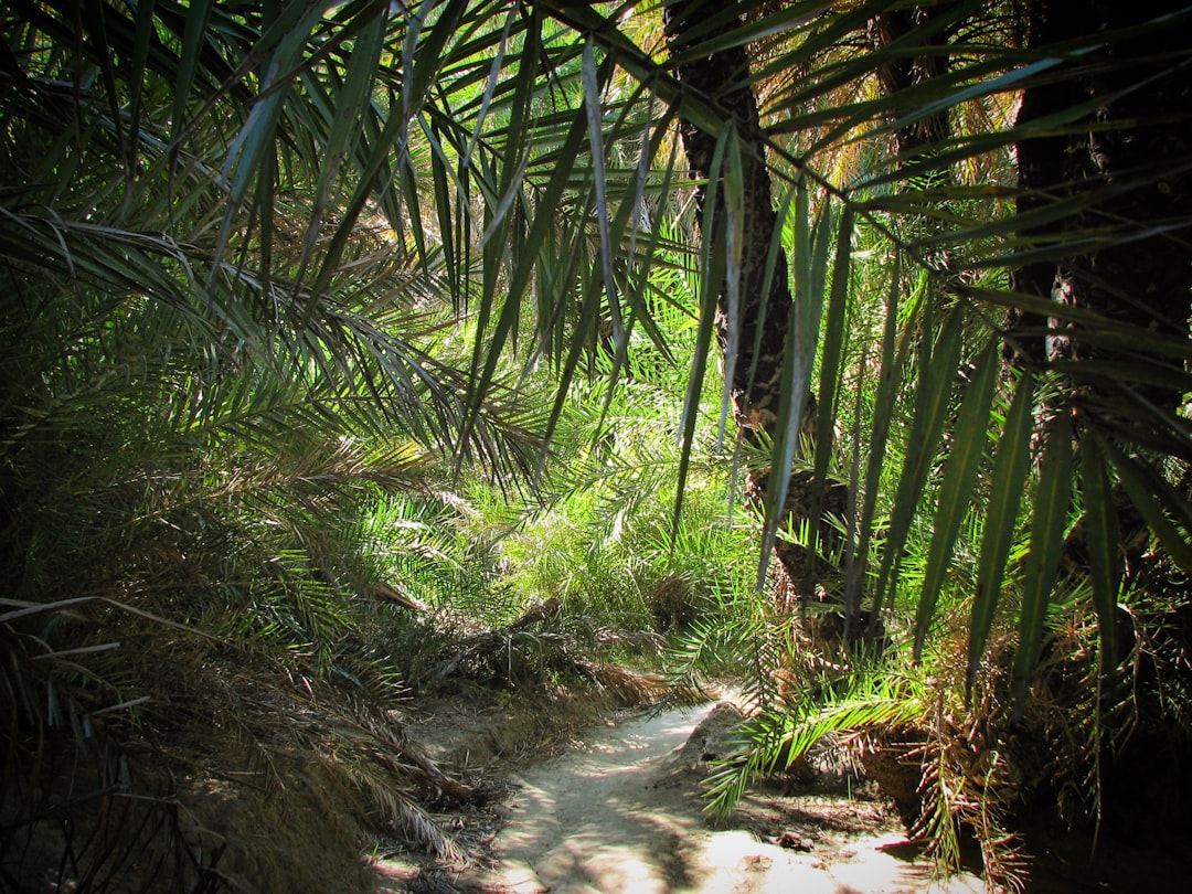 découvrez un jardin exotique enchanteur, où la beauté des plantes tropicales et l'architecture paysagère se rencontrent pour créer une oasis de sérénité et d'émerveillement.