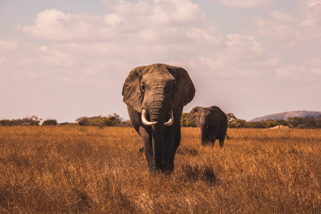 découvrez l'aventure ultime avec notre safari inoubliable ! partez à la rencontre de la faune sauvage dans des paysages époustouflants et vivez des moments magiques au cœur de la nature.